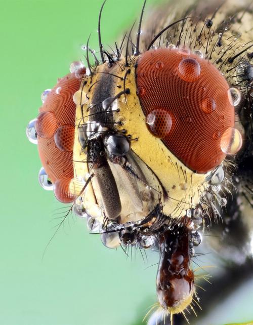 Макрофотографии насекомых
