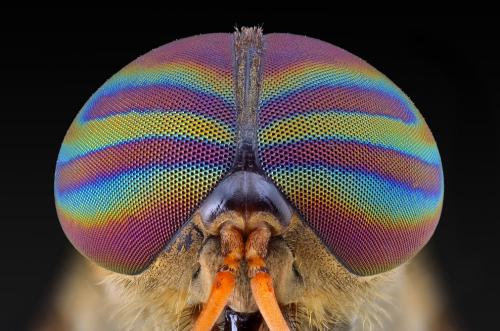 Макрофотографии насекомых