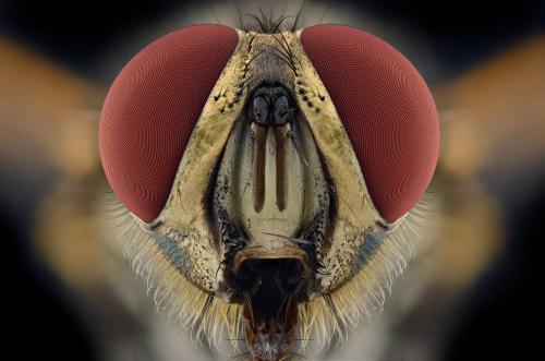 Макрофотографии насекомых