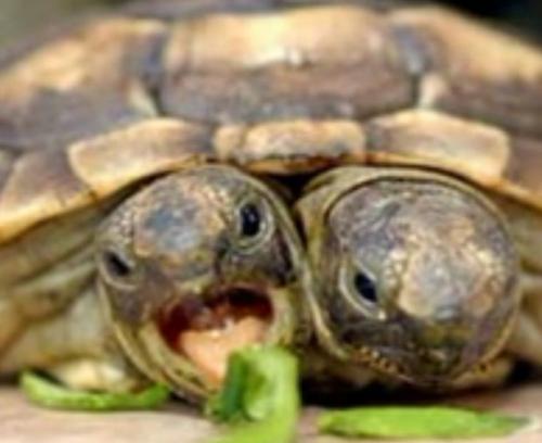 Природные аномалии