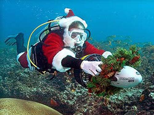 В южнокорейском аквариуме  завелись русалки-снегурочки, а в Сиднее просто русалка