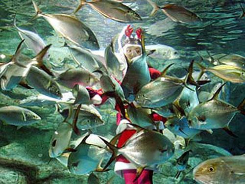 В южнокорейском аквариуме  завелись русалки-снегурочки, а в Сиднее просто русалка