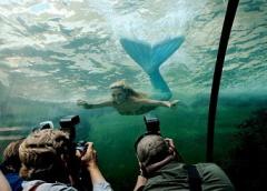 В южнокорейском аквариуме  завелись русалки-снегурочки, а в Сиднее просто русалка