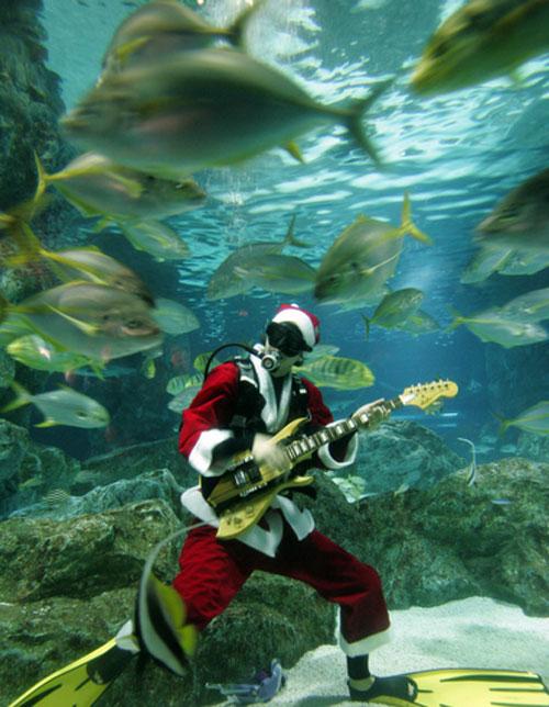 В южнокорейском аквариуме  завелись русалки-снегурочки, а в Сиднее просто русалка