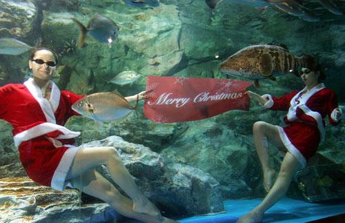 В южнокорейском аквариуме  завелись русалки-снегурочки, а в Сиднее просто русалка