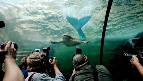 В южнокорейском аквариуме  завелись русалки-снегурочки, а в Сиднее просто русалка