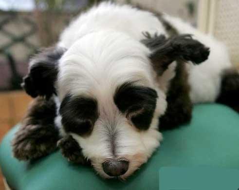 Собака-панда завоевывает мир