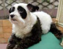 Собака-панда завоевывает мир