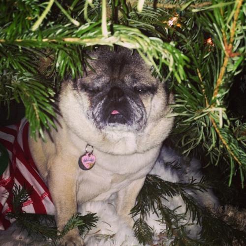 Съедобная нога и селфи бровей: что публикуют звезды в Instagram