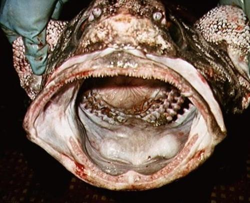 Глубоководные рыбы: красавицы и чудовища