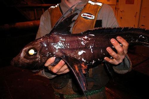 Глубоководные рыбы: красавицы и чудовища