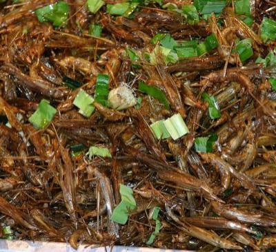 Топ-12 самых вкусных и шокирующих блюд из насекомых