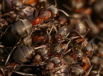 Топ-12 самых вкусных и шокирующих блюд из насекомых