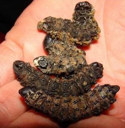 Топ-12 самых вкусных и шокирующих блюд из насекомых