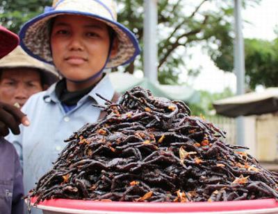 Топ-12 самых вкусных и шокирующих блюд из насекомых
