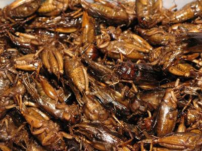 Топ-12 самых вкусных и шокирующих блюд из насекомых