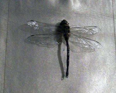 Топ-12 самых вкусных и шокирующих блюд из насекомых