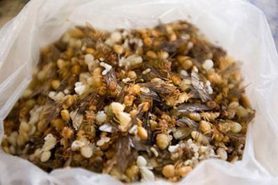 Топ-12 самых вкусных и шокирующих блюд из насекомых