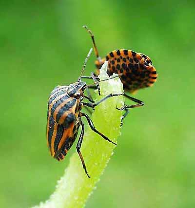 Топ-12 самых вкусных и шокирующих блюд из насекомых