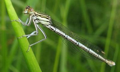 Топ-12 самых вкусных и шокирующих блюд из насекомых