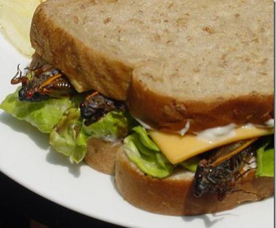 Топ-12 самых вкусных и шокирующих блюд из насекомых