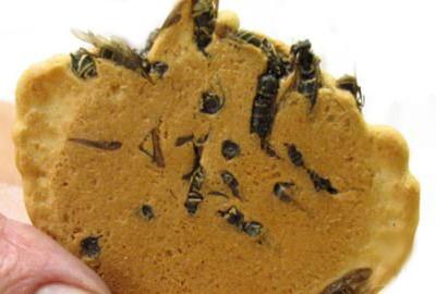 Топ-12 самых вкусных и шокирующих блюд из насекомых