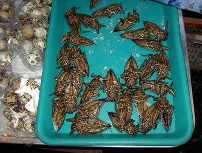 Топ-12 самых вкусных и шокирующих блюд из насекомых