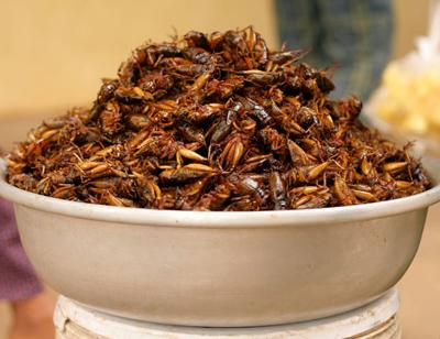 Топ-12 самых вкусных и шокирующих блюд из насекомых