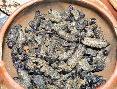 Топ-12 самых вкусных и шокирующих блюд из насекомых