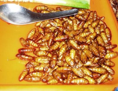 Топ-12 самых вкусных и шокирующих блюд из насекомых