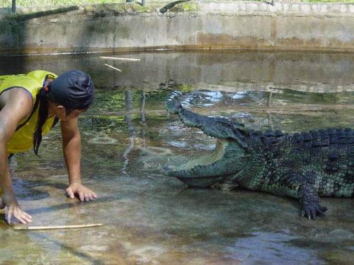 По дороге в Патайю вам улыбнется крокодил