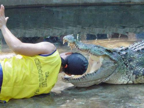 По дороге в Патайю вам улыбнется крокодил