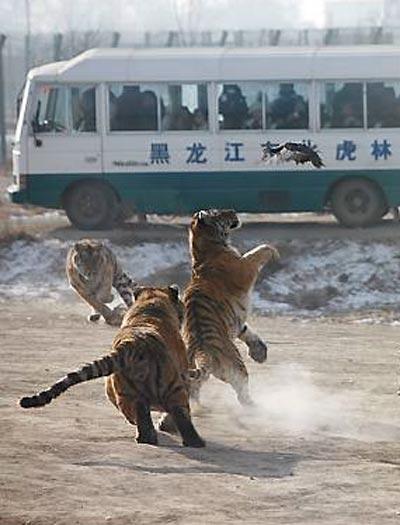 Китайцы открыли тиграм секрет размножения…