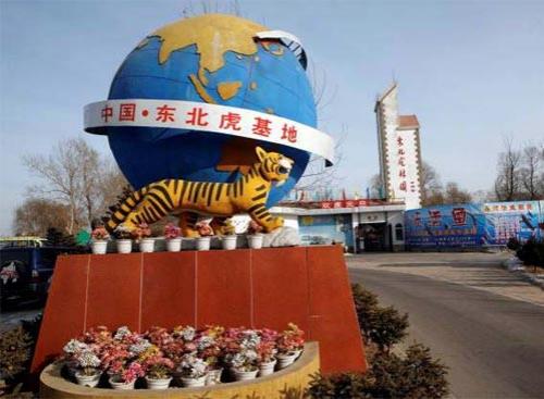 Китайцы открыли тиграм секрет размножения…
