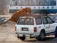 Китайцы открыли тиграм секрет размножения…