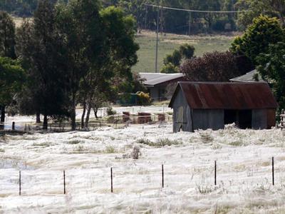 Нашествие пауков после наводнения в Австралии