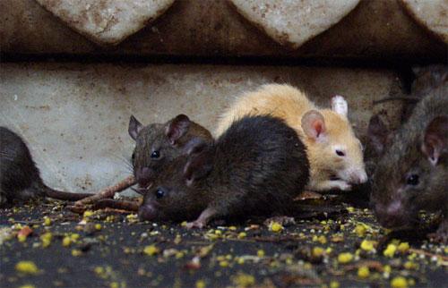 «Крысиный рай» находится в Индии