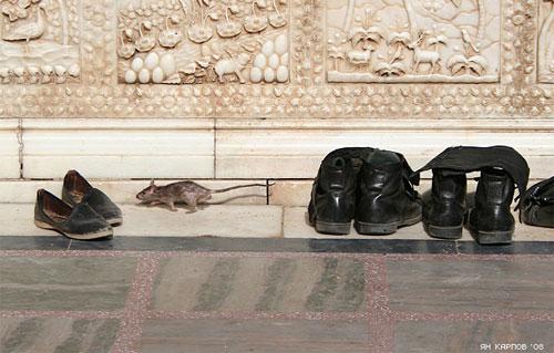 «Крысиный рай» находится в Индии