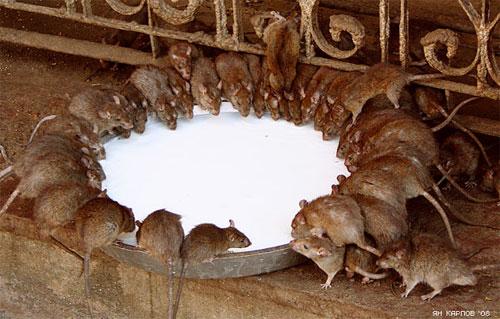 «Крысиный рай» находится в Индии