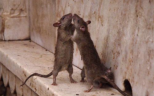 «Крысиный рай» находится в Индии