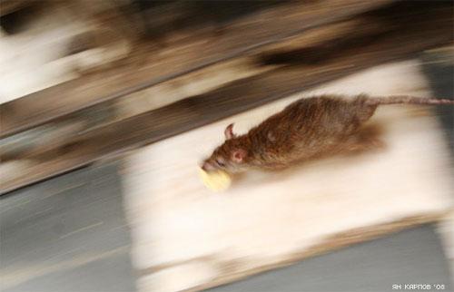 «Крысиный рай» находится в Индии