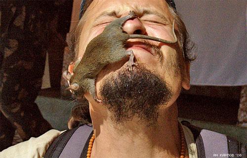 «Крысиный рай» находится в Индии