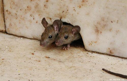 «Крысиный рай» находится в Индии