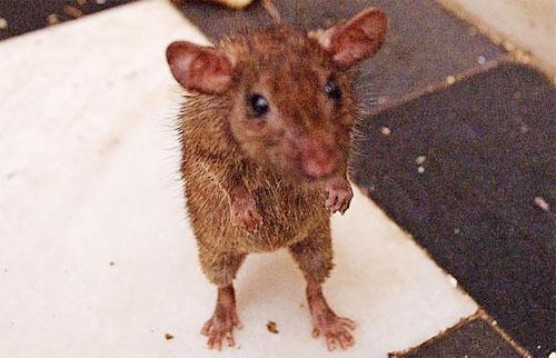 «Крысиный рай» находится в Индии