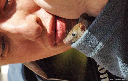 «Крысиный рай» находится в Индии