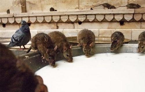 «Крысиный рай» находится в Индии