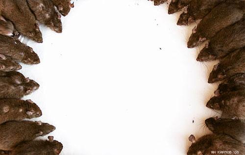 «Крысиный рай» находится в Индии