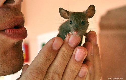 «Крысиный рай» находится в Индии