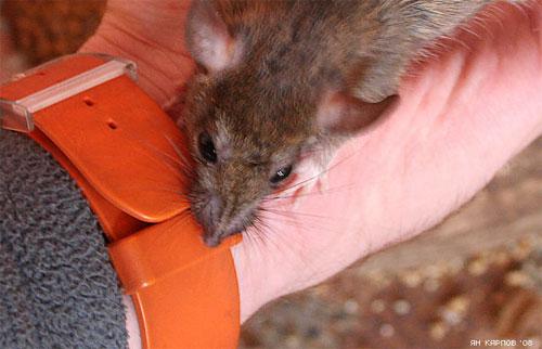 «Крысиный рай» находится в Индии