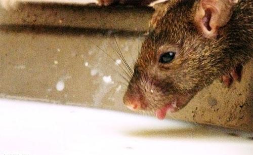 «Крысиный рай» находится в Индии